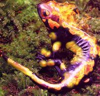 A male salamander emits warm flames
