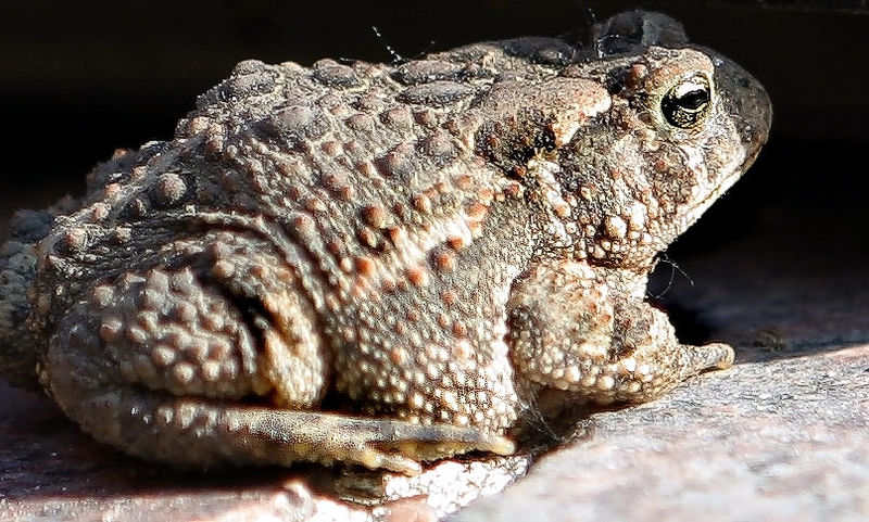 File:Toad.jpg