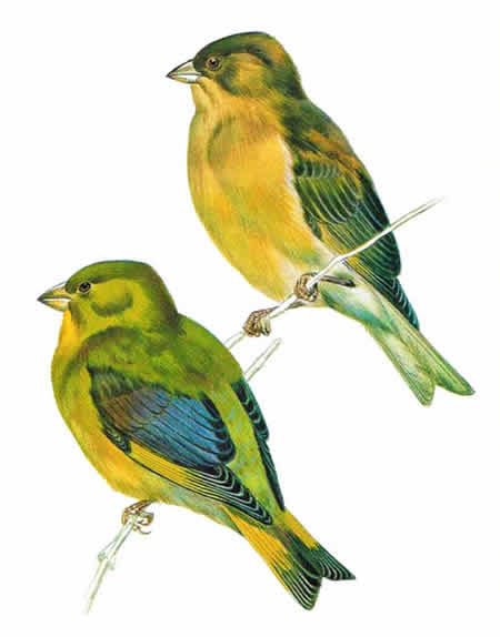 File:Greenfinch.jpg