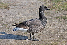File:Goose.jpg
