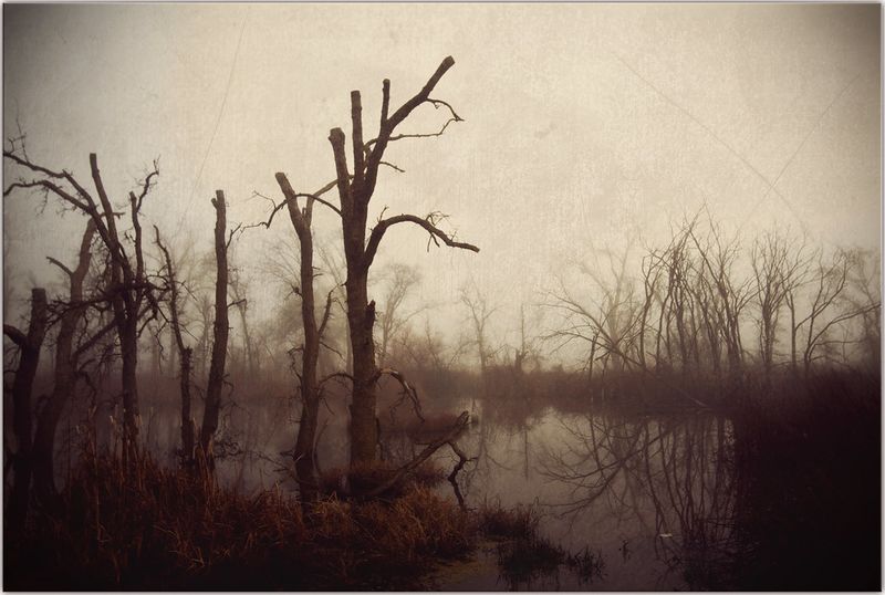 File:SpookySwamp by johnmueller.jpg