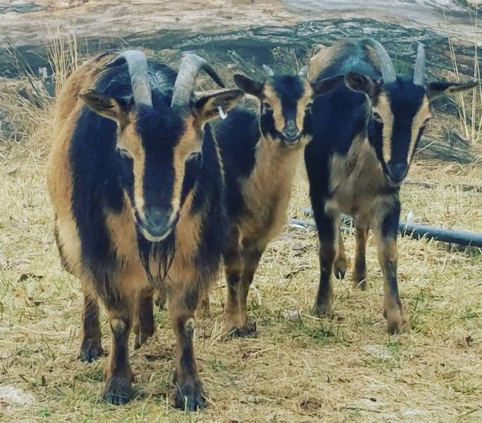 File:GoatIslandGoats.jpg